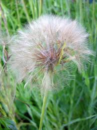 Image result for Psophocarpus lancifolius