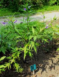 Image result for Solanum linneanum