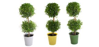 Image result for Eugenia