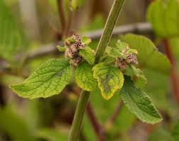 Image result for Mesosphaerum pectinatum