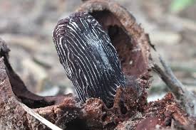 Image result for Hydnoraceae