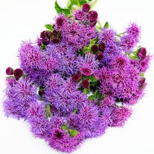Image result for Ageratum