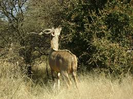 Image result for Aristida scabrivalvis