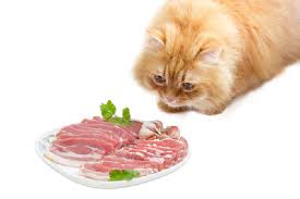 Bacon may be a delicious treat to us, but due to the high volume of fat, grease and salt, it is not recommended to feed your cat bacon. Can Cats Eat Bacon Get The Facts Catster