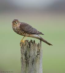 Irish Birds Of Prey Images Photograph Sparrowhawk By Steve Hatch On 500px Sparrowhawk All Gods Creatures Birds