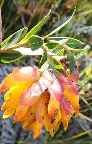 Image result for Otiophora pauciflora