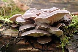 We did not find results for: How To Use Your Old Christmas Tree To Grow Edible Mushrooms Garden Collage Magazine