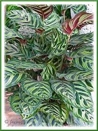 Calethea Makoyana Peacock Plant Peacock Plant Plants Plant Leaves