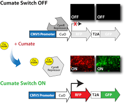 Lentivirus Inducible Expression Vectors Cdna And Mirna Cloning Vectors