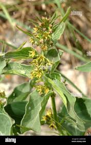 Image result for Vincetoxicum cernuum