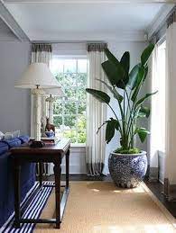 Strelitzia Nicholai Bird Of Paradise Indoors Plant Decor Indoor House Plants Indoor Big House Plants