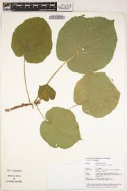 Image result for Cordylostigma virgatum