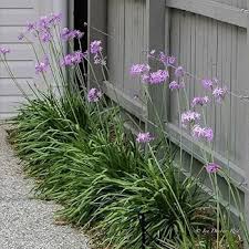 Image result for Tulbaghia