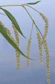Image result for Persicaria lapathifolia