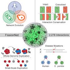 Image result for network yeast