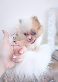 Jul 25, 2021 · you're ready to take your game of fetch to a new level! Teacup Pomeranian Puppies For Sale In Europe Pets Lovers