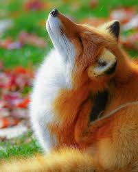 A Voice For The Voiceless On Instagram Love All The Way Tag Your Lover Follow For More Wildlifewithnature In 2020 Fox Art Animals Fox