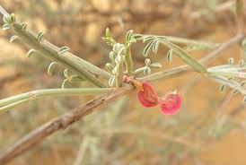 Image result for Zygophyllum leucocladum