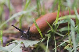 We did not find results for: How Get Rid Of Slugs In The Garden Gardening Site