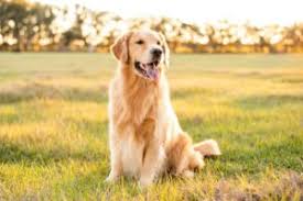 Check spelling or type a new query. 4 Best Golden Retriever Breeders In New Jersey 2021 We Love Doodles