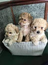 Puppy with his new family. Cavachon Cavapoo Mix Puppy For Sale In Houston Tx Adn 66730 On Puppyfinder Com Gender Male Age 6 Weeks Old Cavachon Puppies Cavapoo Puppies Cavachon