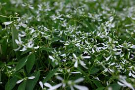 Image result for Euphorbia hypericifolia