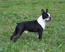 Два хвоста в одной семье. Chrimaso Boston Terriers Taison