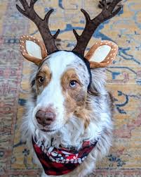 Happy American Independence Day, if it's something you celebrate. Between  the thunderstorms and the fireworks this weekend, my dogs are going to be  mighty relieved when my neighbors finally burn through their