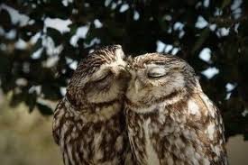 So Sieht Echte Liebe Aus Bilder Videos Lol De Tiere Suss Vogel Als Haustiere Tiere Susseste Haustiere