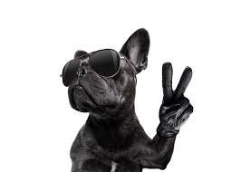 French bulldog bulldog clips french bulldog apparel bulldog speaker bulldog car perfume car vent air freshner bulldog french bulldog key chain bulldog sculpture french bulldog wholesale french ··· oem wholesale private label pet dog paw protecter moisturizing balm. How To Protect French Bulldog Paws During Winter Askfrenchie Com