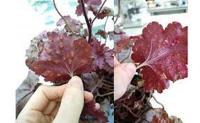 Keep the humidity within the greenhouse at less than 80%. Tackling Rust In Ornamental Plants And Plums