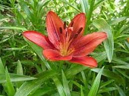 Maybe you would like to learn more about one of these? Lilies 40 Types With Pictures Lily Flowers Flowerglossary Com