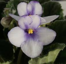 Image result for Saintpauliopsis