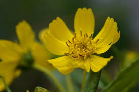 Image result for Guizotia