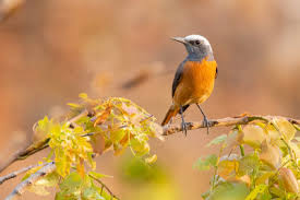 Image result for Aneilema welwitschii