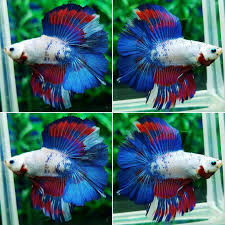 Dt Pink Blue White Fancy So Cute