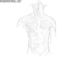 Group xxiii includes the muscles at the back of the neck. Torso Muscles Anatomy Drawingforall Net