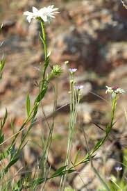 Image result for Callilepis laureola