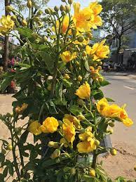 Bixaceae (họ điều nhuộm) tên tiếng anh: Cay Mai Ha Lan Mai Hoa Cay Cáº£nh Tan Thanh Ä'a Náºµng Facebook