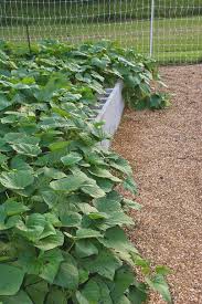 Your backyard can be transformed into a nutrition garden, whether you have a big backyard or small. Garden4life