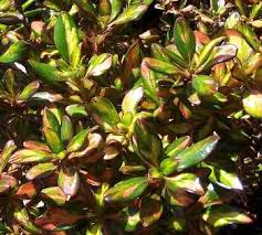 Im winter strahlt coprosma 'evening glow' in orange und rot. Kartuz Greenhouses Coprosma Repens Evening Glow