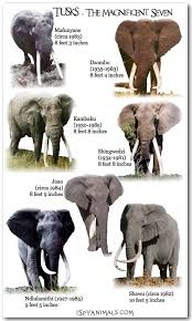 I Think People Need To Stop Referring To Elephants As Tuskers All That Does Is Reduce Them To Their Tus Elephant Facts Elephant Pictures All About Elephants