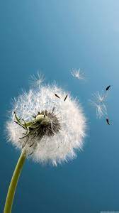 Res 1080x1920 Dandelion Live Wallpaper Apk For Iphone Download Android Apk Dandelion Wallpaper Wallpaper Iphone Summer Iphone Wallpaper Tumblr Aesthetic