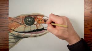 How to draw a realistic snake time lapse hyperrealistic drawing snake how to draw, procreate, ipad pro, apple pencil, drawing How To Draw A Realistic Snake Speed Drawing Timelapse Youtube