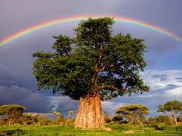 25 Of The Worlds Most Beautiful Rainbow Photography Examples No collection of rainbow images would be complete without a colorful arc poised above the grand canyon. 25 of the worlds most beautiful rainbow