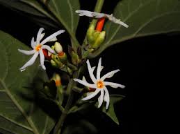 Maybe you would like to learn more about one of these? Nyctanthes Arbor Tristis Efloraofindia