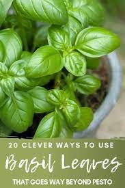 20 Clever Ways To Use Basil Leaves That Goes Way Beyond Pesto Easy Herbs To Grow Growing Herbs Indoors Preserving Herbs