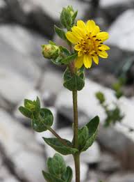 Image result for Aspilia ciliata