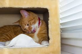 Kedi Evi Yapimi Hakkinda Bilmeniz Gerekenler Zingat Blog
