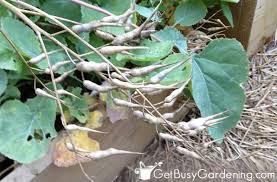 More images for how to plant radish seeds » How To Harvest Save Radish Seeds